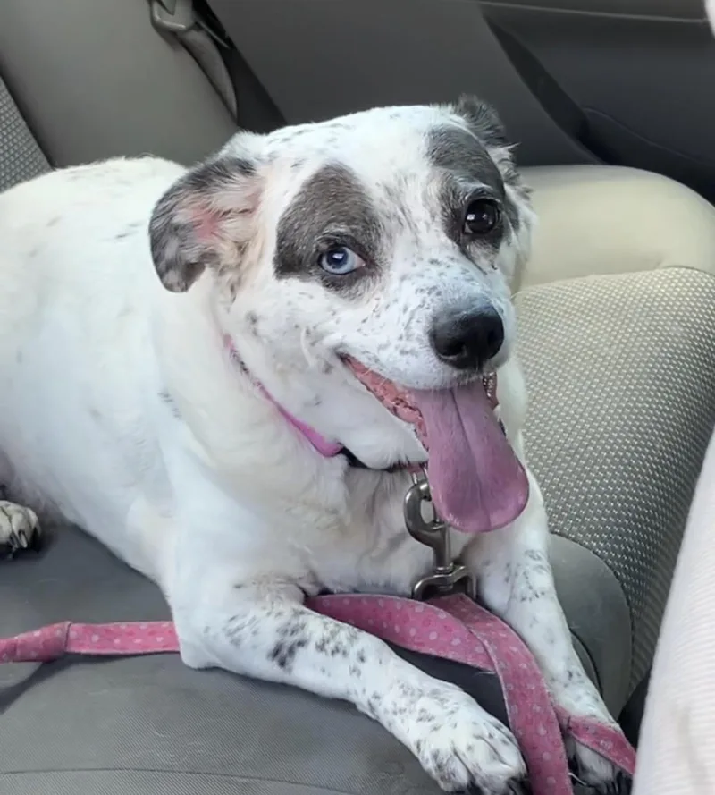 A senior medium-sized female White / Cream Catahoula Leopard Dog dog named Dottie for adoption in Irmo, SC