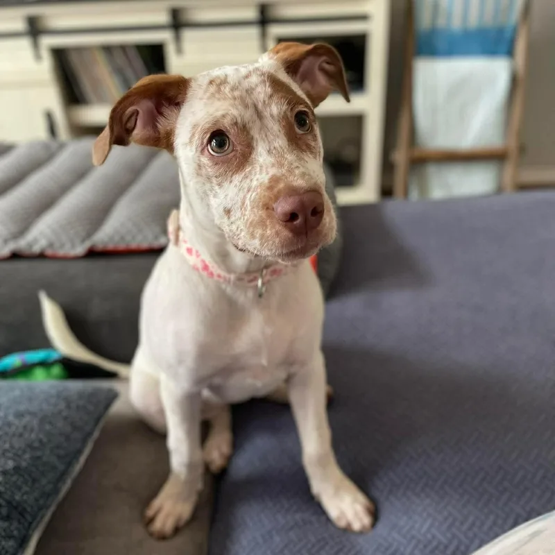 A baby medium-sized female American Staffordshire Terrier dog named Freckles for adoption in Yonkers, NY