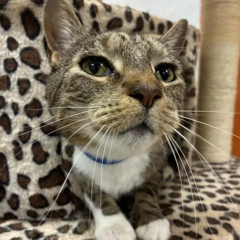 A senior medium-sized male Domestic Short Hair cat named Duckie for adoption in Pensacola, FL