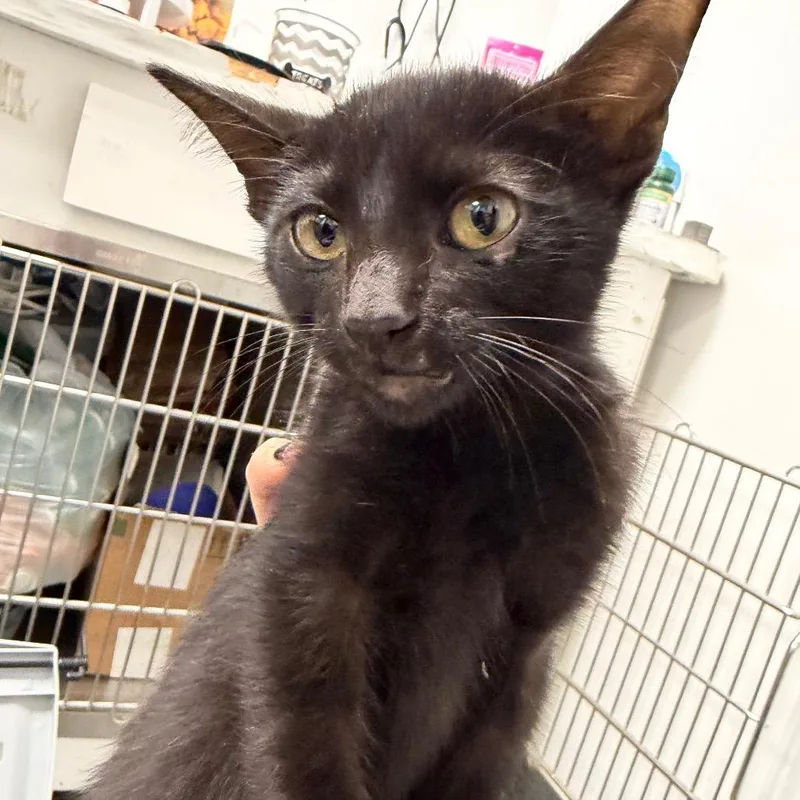 A baby small-sized male Black American Shorthair cat named Moe for adoption in Dickinson, TX