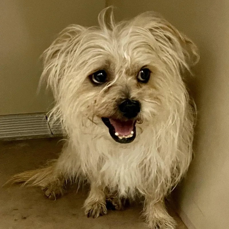 An adult small-sized male White / Cream Terrier dog named Flash for adoption in Las Vegas, NV