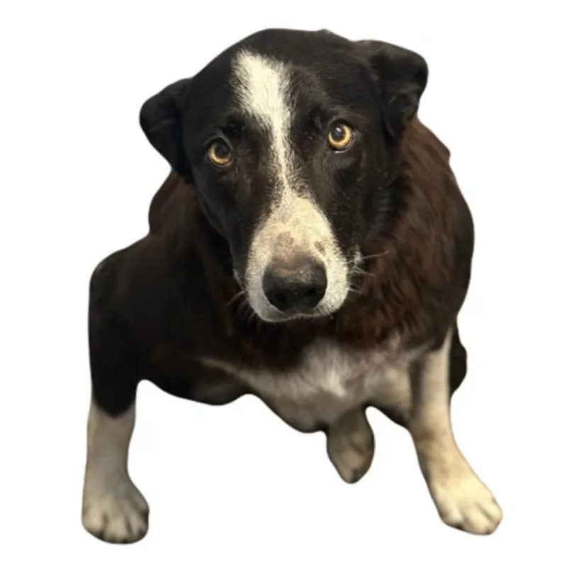 An adult medium-sized female Border Collie dog named Harper for adoption in Red Bluff, CA