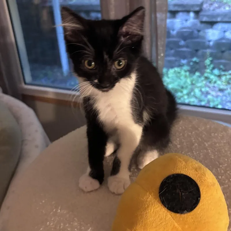 A baby medium-sized female Black & White / Tuxedo Domestic Long Hair cat named Diablo for adoption in Chattanooga, TN