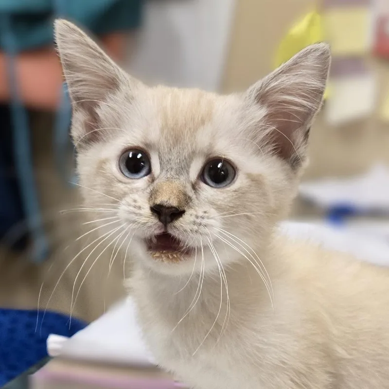 A baby small-sized female Buff / Tan / Fawn Domestic Medium Hair cat named Purrlina for adoption in Wickenburg, AZ