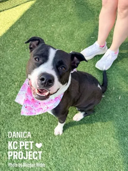 An adult large-sized female Black Pit Bull Terrier dog named Danica for adoption in Kansas City, MO