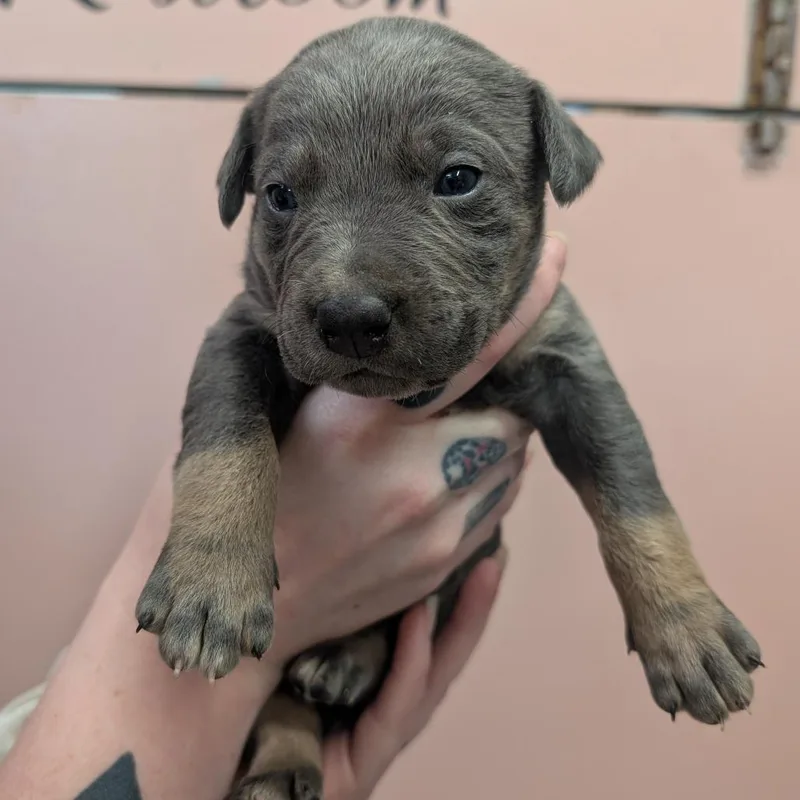 A baby small-sized male Gray / Blue / Silver Mixed Breed dog named Quarter Pounder for adoption in Huntsville, AR