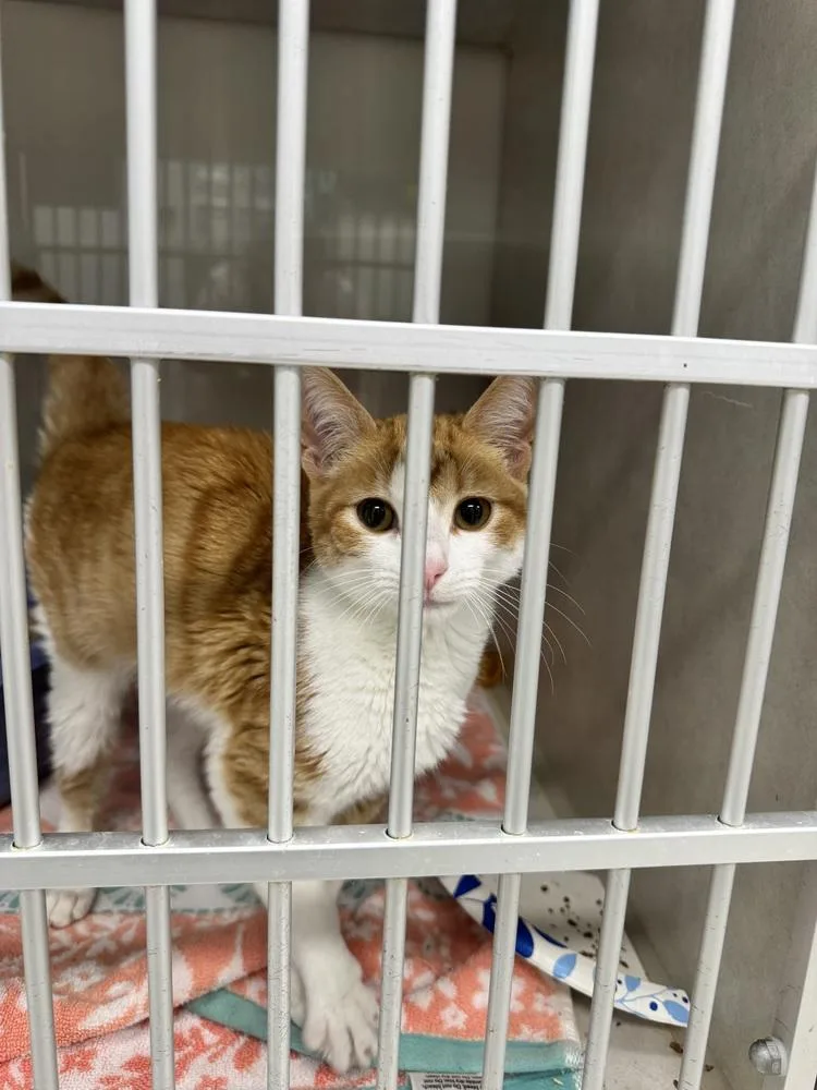 A baby small-sized female Domestic Short Hair cat named Emma Woodhouse for adoption in Fort Walton Beach, FL