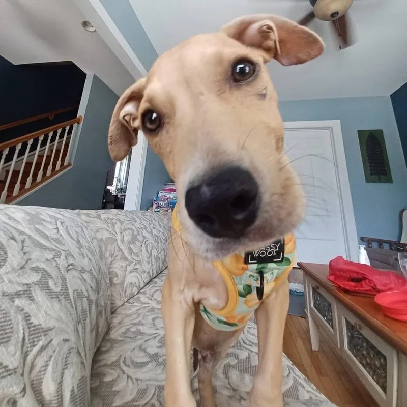 Biscuit Baby thumbnail 3