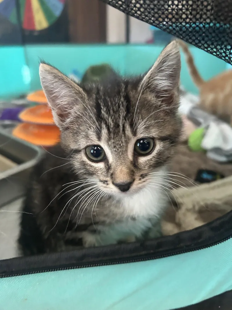 A baby medium-sized male Domestic Short Hair cat named Berlioz for adoption in Lancaster, PA