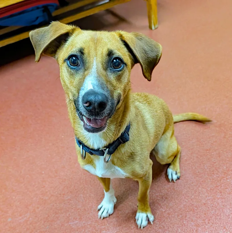 An adult medium-sized male Beagle dog named Frenchie for adoption in Accident, MD
