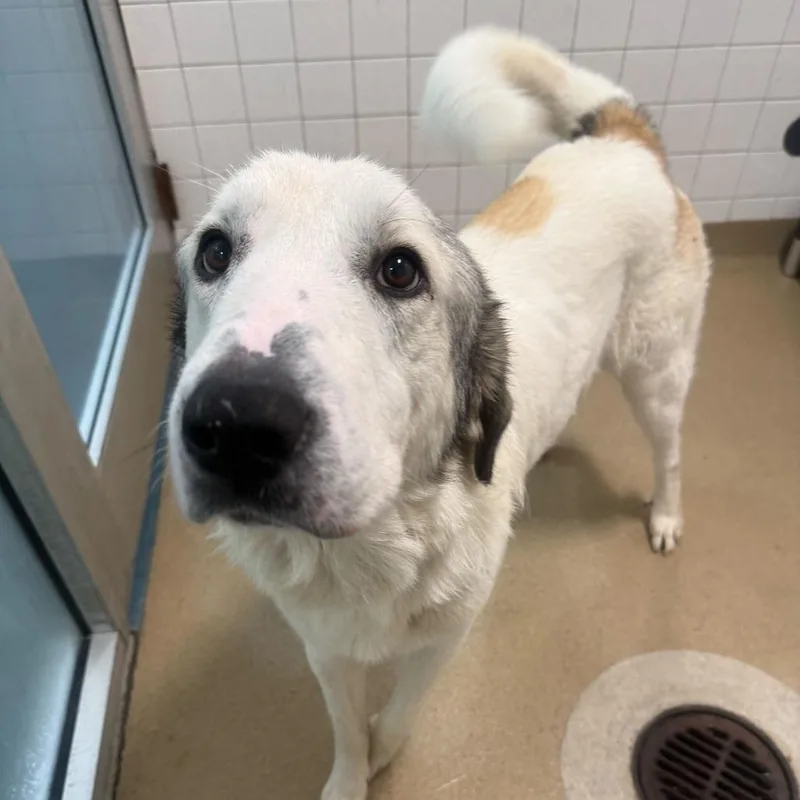 An adult medium-sized male White / Cream Great Pyrenees dog named Harold for adoption in Brooklyn, NY