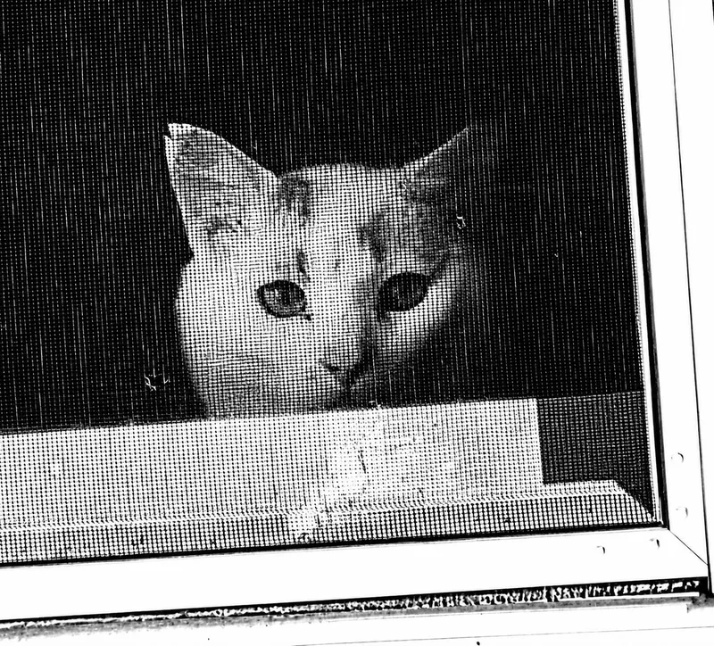 Garfield thumbnail 5