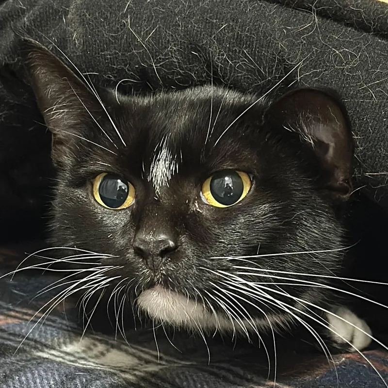 An adult medium-sized female Black & White / Tuxedo Domestic Short Hair cat named Estella for adoption in Victor, NY