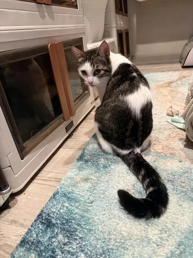 Oreo Marie thumbnail 3