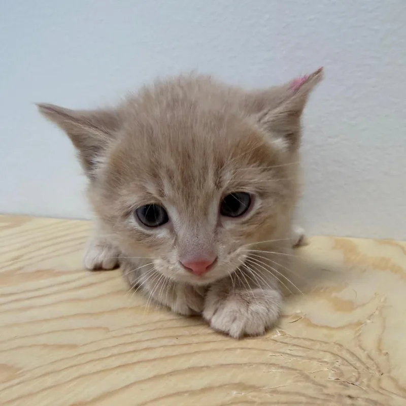 A baby small-sized male Orange / Red Domestic Short Hair cat named Nick for adoption in Cody, WY