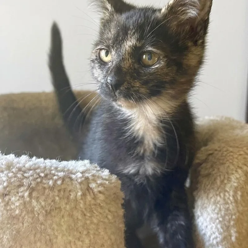 A baby medium-sized female Tortoiseshell Domestic Short Hair cat named Georgiana for adoption in Whitestown, IN