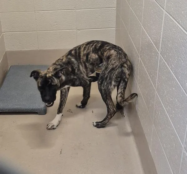 A young large-sized male Pit Bull Terrier dog named Pen  Lemmy for adoption in Lawrenceville, GA