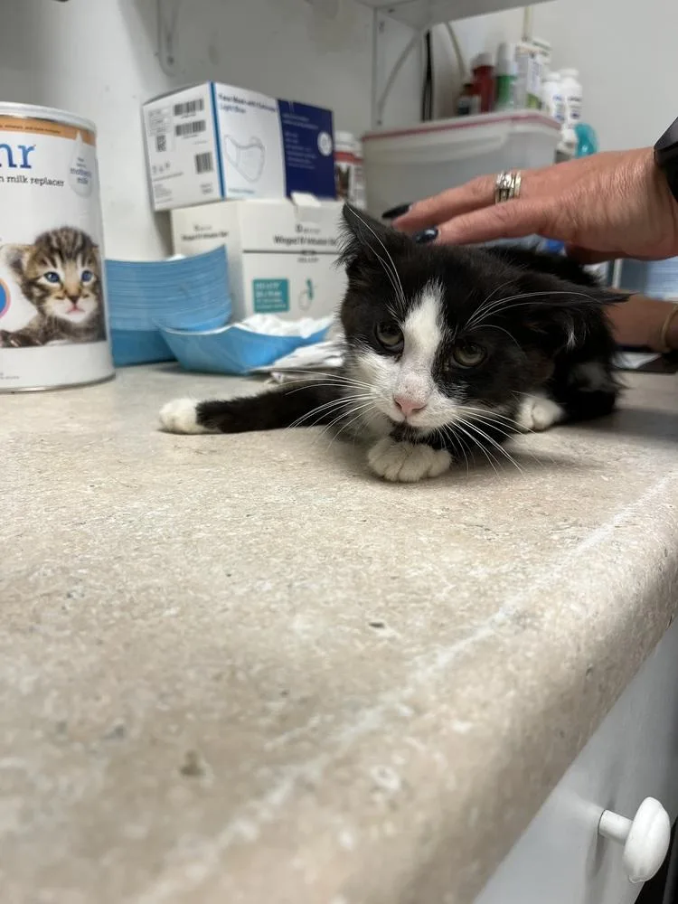 A young small-sized male Black & White / Tuxedo Domestic Short Hair cat named Cyan for adoption in Ontario, CA