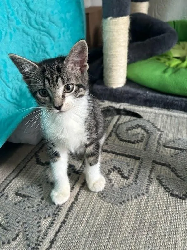 A baby small-sized male Domestic Short Hair cat named Forest HS for adoption in Peoria, IL