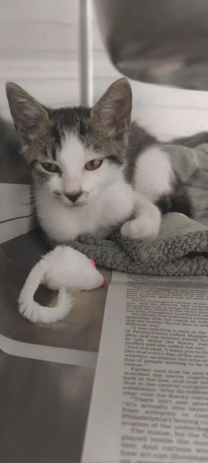 A young small-sized male Domestic Short Hair cat named Benny for adoption in North Miami Beach, FL