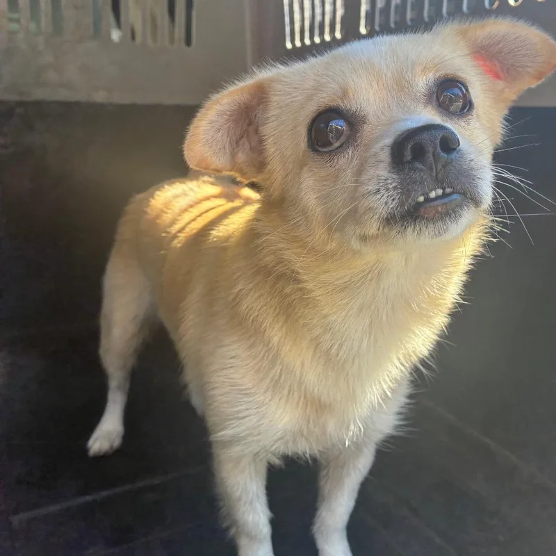An adult small-sized female Yellow / Tan / Blond / Fawn Chihuahua dog named Gabby for adoption in Montgomery, AL