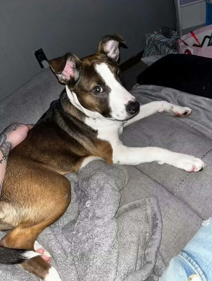 A young medium-sized female Husky dog named Niya for adoption in Philippi, WV