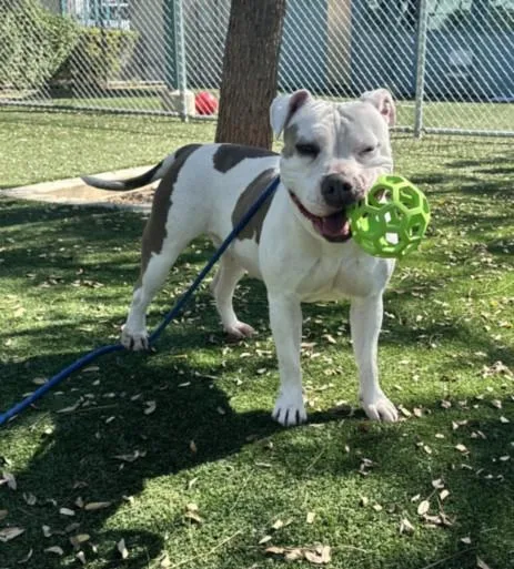 An adult large-sized female Pit Bull Terrier dog named Mulan for adoption in Chatsworth, CA