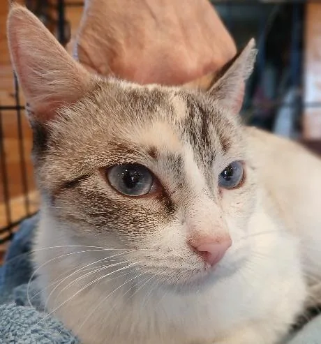 A young medium-sized female Seal Point Siamese cat named Mnthsealtortisnowshoefemale for adoption in Lees Summit, MO