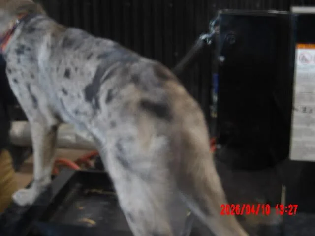 An adult medium-sized female Gray / Blue / Silver Mixed Breed dog named Samantha for adoption in Hobbs, NM