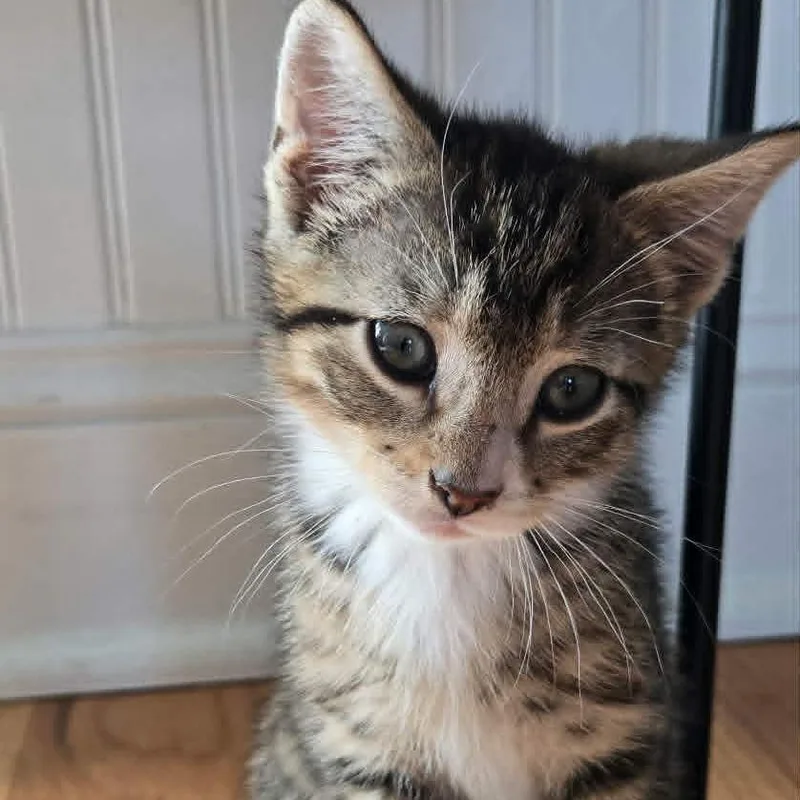 A baby medium-sized male Tabby (Gray / Blue / Silver) Domestic Short Hair cat named John John for adoption in Beulaville, NC