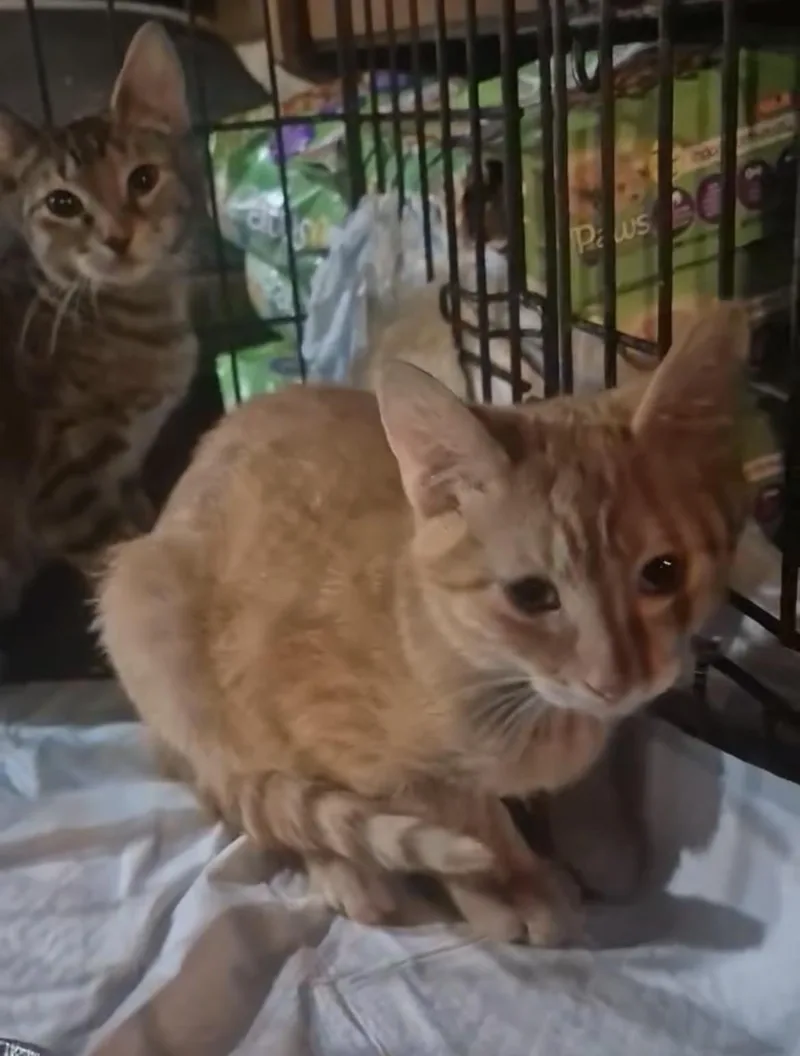A baby small-sized male Tabby (Orange / Red) Domestic Short Hair cat named Fanta for adoption in Spotswood, NJ