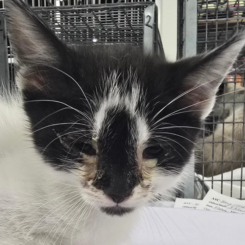 A baby small-sized female White Domestic Short Hair cat named Meryl for adoption in Las Cruces, NM