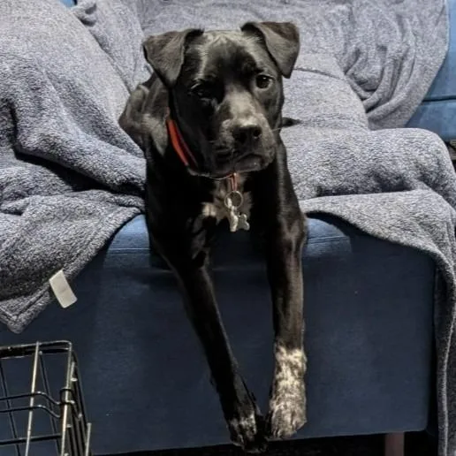 A young medium-sized male American Staffordshire Terrier dog named Artie aka Artist for adoption in Minneapolis, MN