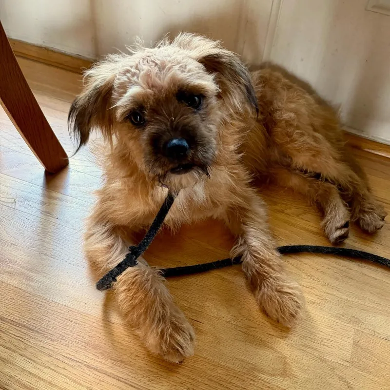 An adult small-sized male Brown / Chocolate Terrier dog named Bradley for adoption in Houston, TX