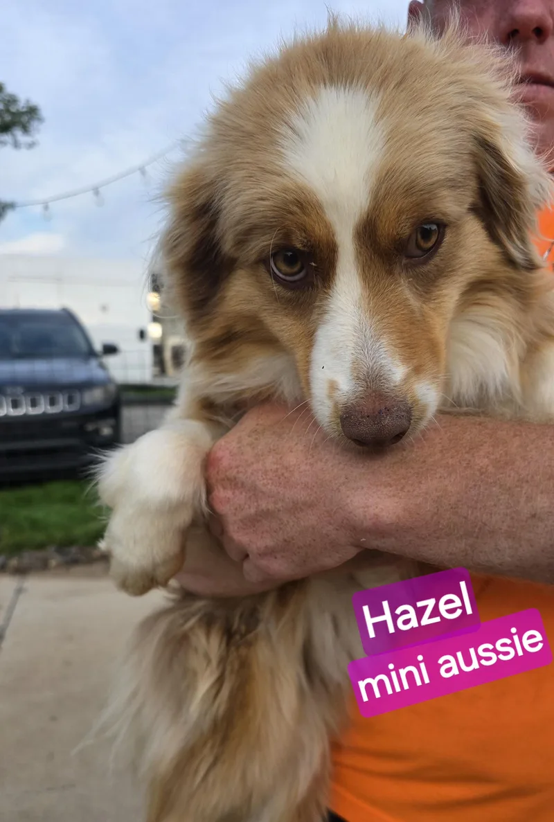 A young medium-sized female Australian Shepherd dog named Hazel for adoption in Wheelersburg, OH