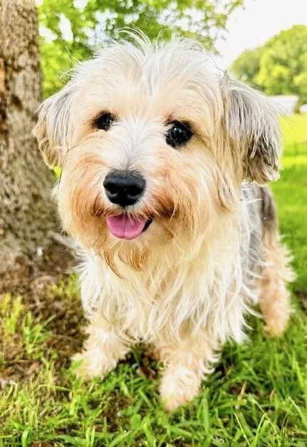 An adult small-sized female Yorkshire Terrier dog named Summer for adoption in Washington, DC
