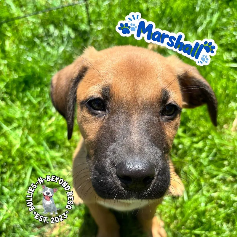 A baby large-sized male Mixed Breed dog named The M Litter: Marshall for adoption in Omaha, NE