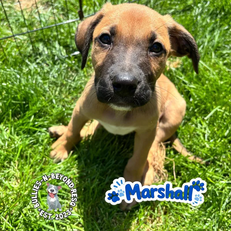 The M Litter: Marshall thumbnail 2