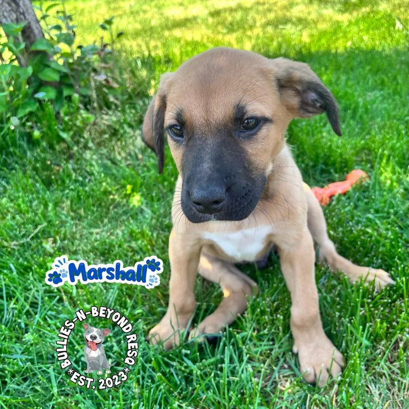 The M Litter: Marshall thumbnail 3