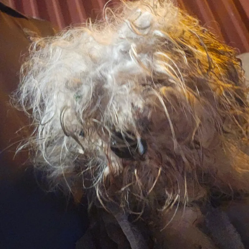 An adult small-sized male White / Cream Mixed Breed dog named Cilas for adoption in Philadelphia, PA