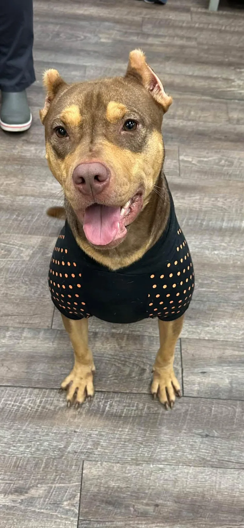 An adult medium-sized female Bicolor Mixed Breed dog named Twix for adoption in Umatilla, FL