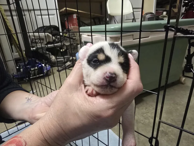 A baby small-sized female Tricolor (Brown, Black, & White) Chihuahua dog named Patsy for adoption in Brentwood, CA