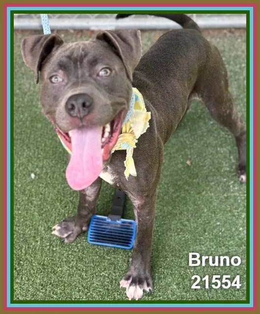 A young medium-sized male Gray / Blue / Silver Pit Bull Terrier dog named Bruno for adoption in Marietta, GA