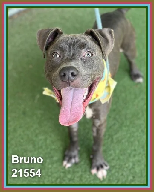 Bruno thumbnail 2