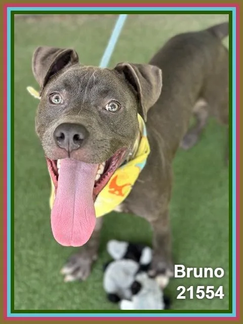 Bruno thumbnail 3