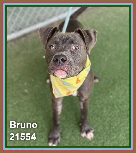Bruno thumbnail 4