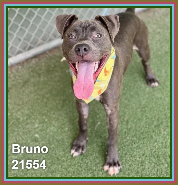 Bruno thumbnail 5