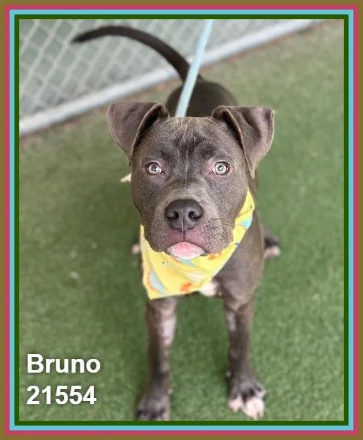 Bruno thumbnail 6