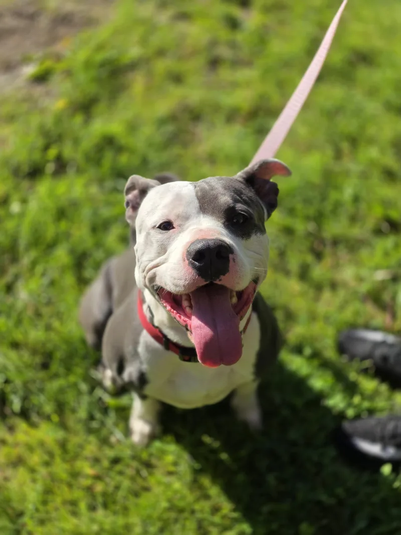 An adult large-sized male Pit Bull Terrier dog named Titan for adoption in merrillville, IN