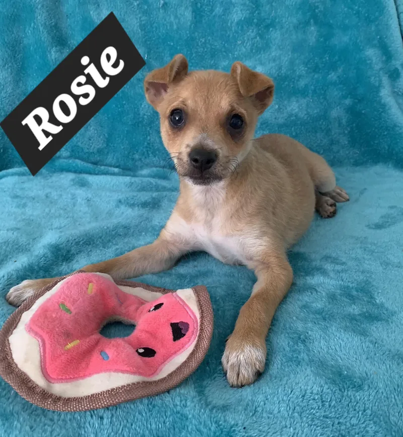 Rosie